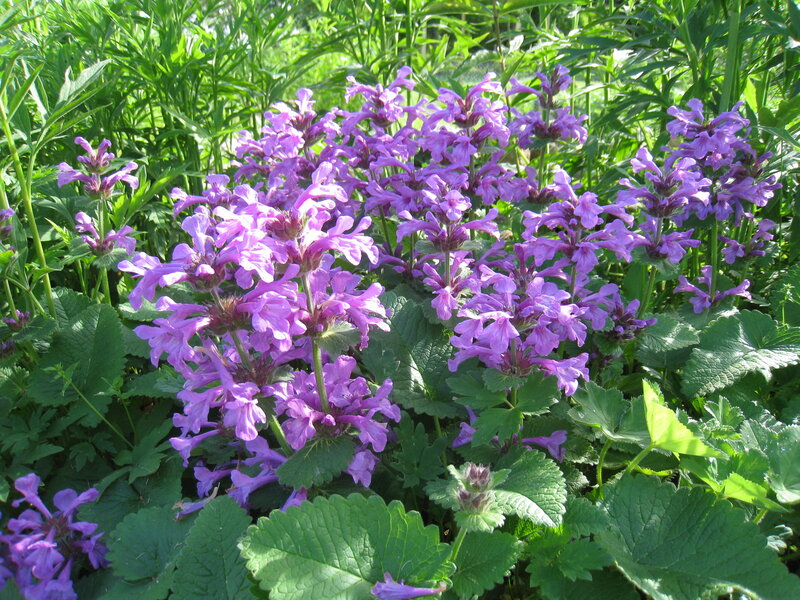 Purple Dead-nettle Flowers — Natural