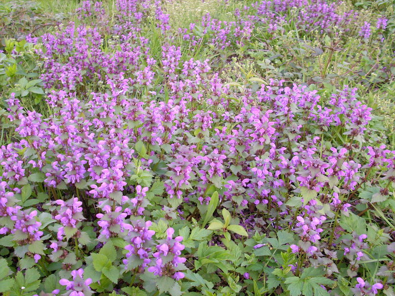 Purple Dead-nettle Flowers