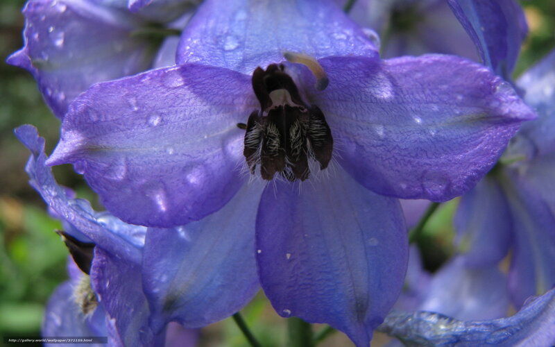 Purple Delphinium Flower — Calm, Photograph, Petals