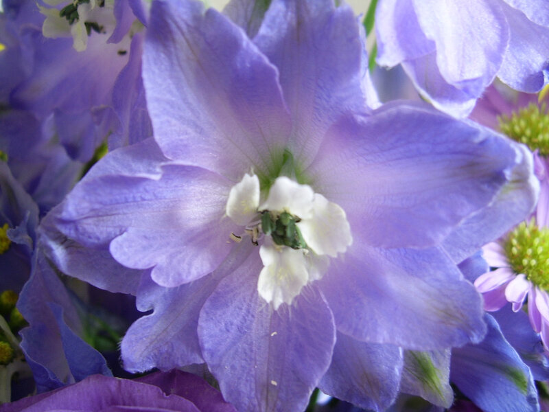 Purple Delphinium Flower — Calm, Photograph