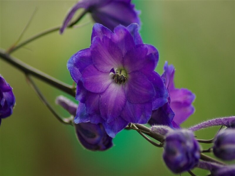 Purple Delphinium Flower — Calm