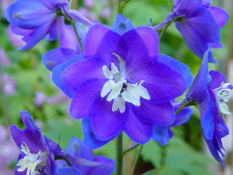 Purple Delphinium Flower