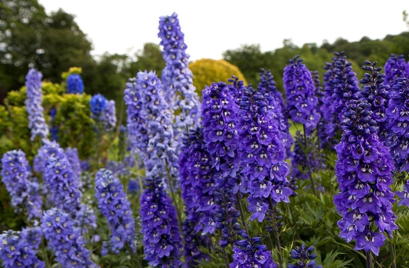 purple delphinium flowers
