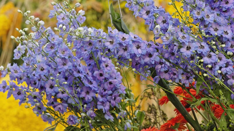 Purple delphinium flowers
