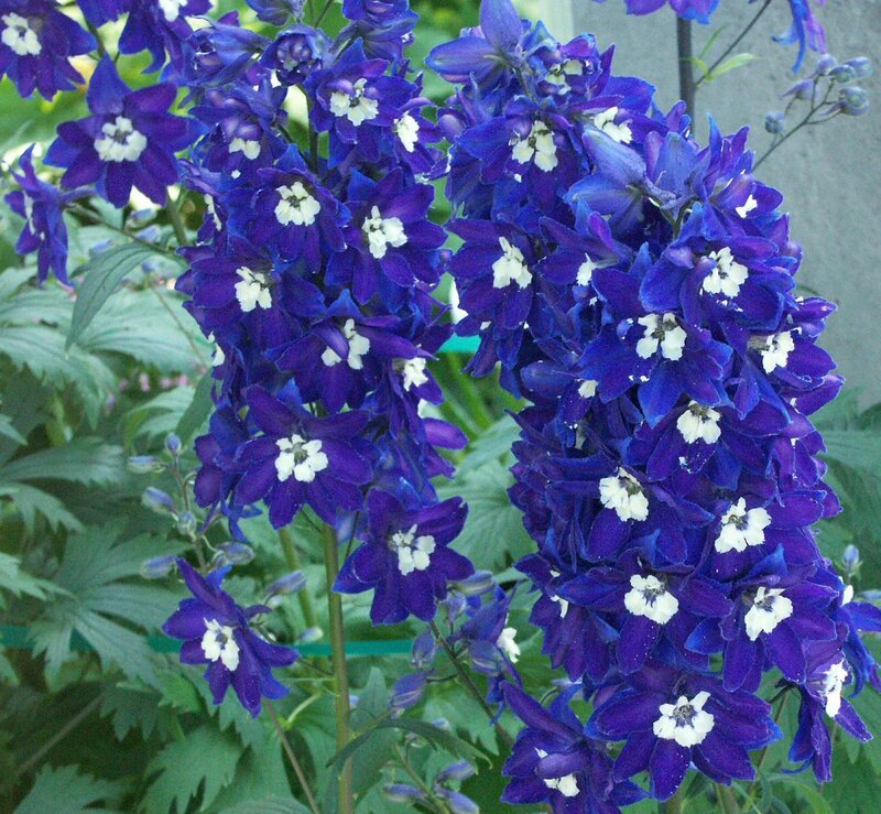 purple delphinium flowers