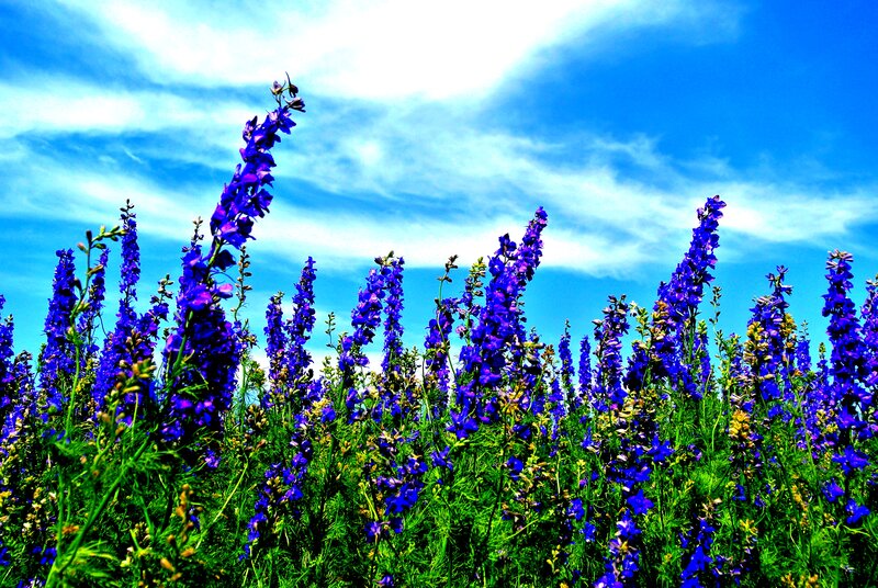 Purple Delphinium Flowers — Blue, Serene