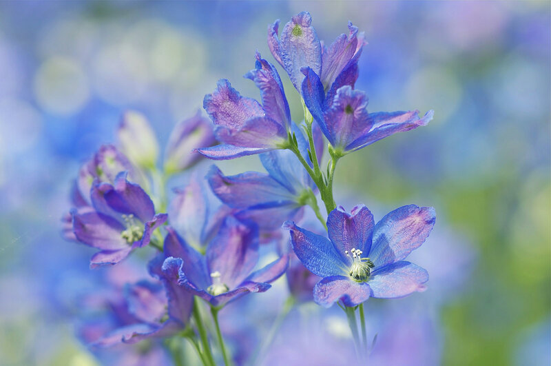 Purple Delphinium Flowers — Blue