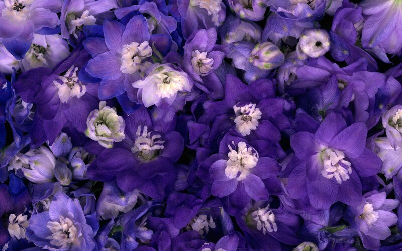Purple Delphinium Flowers — Calm, Photograph, Petals, White Centers