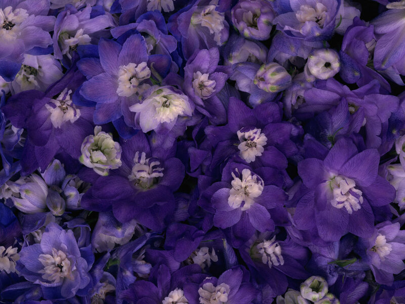 Purple Delphinium Flowers — Calm, Photograph