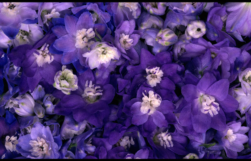 Purple Delphinium Flowers — Calm, Photograph, White Centers