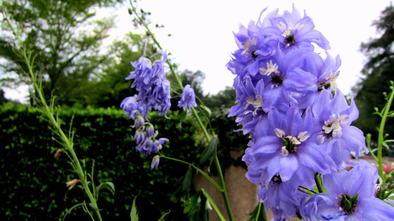 Purple Delphinium Flowers — Calm, Spring