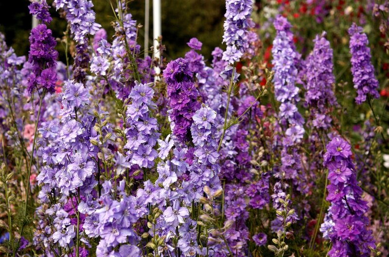 Purple Delphinium Flowers — Calm, Summer