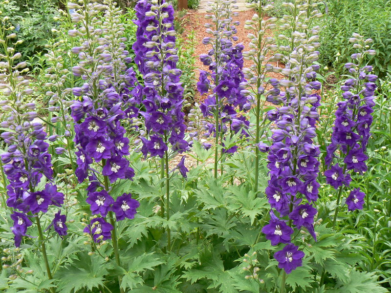Purple Delphinium Flowers — Calm
