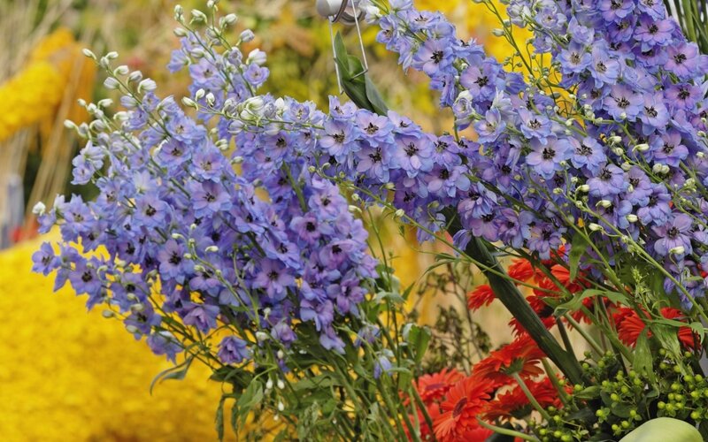 Purple Delphinium Flowers — Colorful