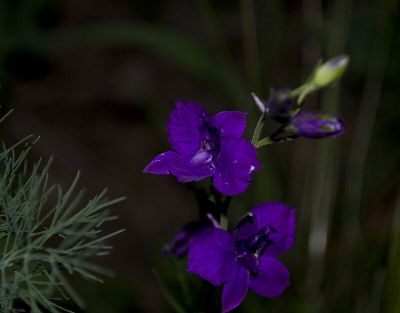 Purple Delphinium Flowers — Dramatic