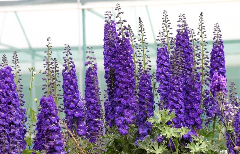Purple delphinium flowers in greenhouse