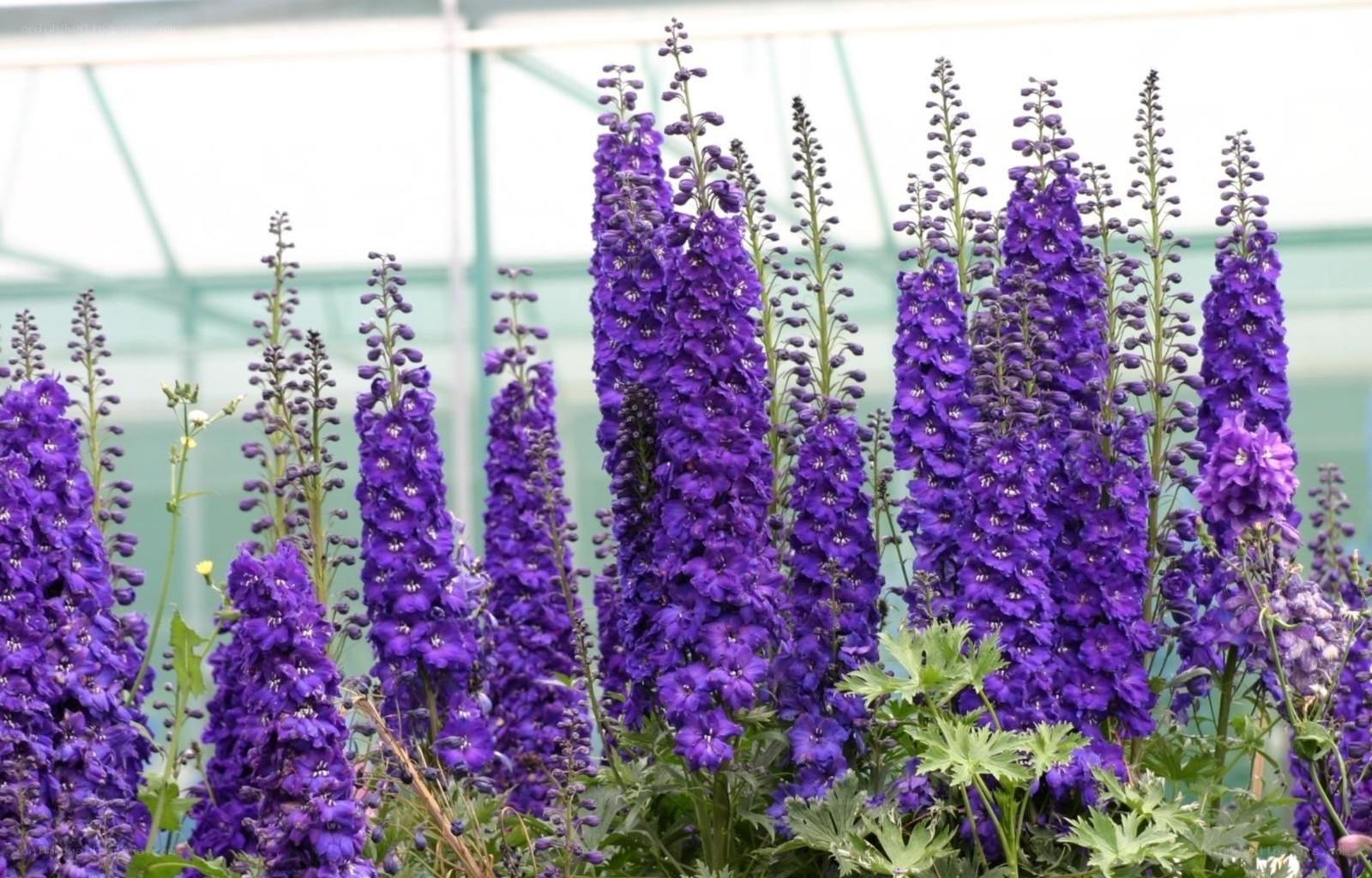 Purple delphinium flowers in greenhouse