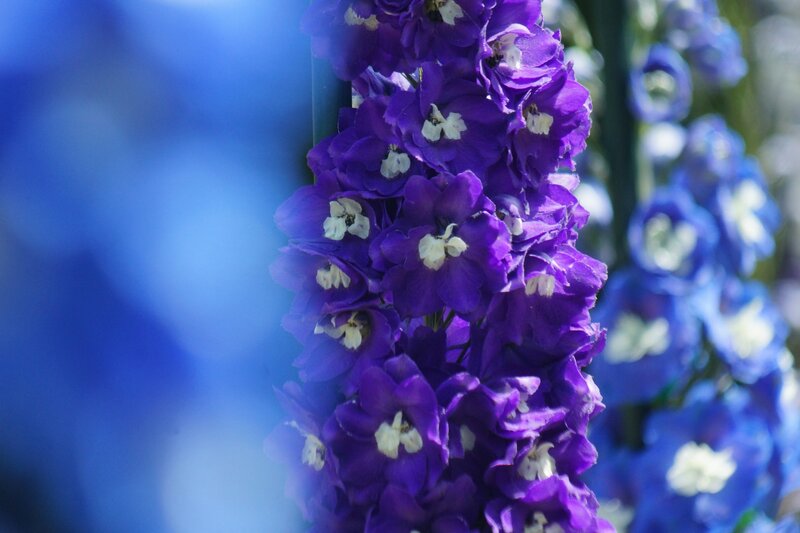 Purple Delphinium Flowers — Serene, Afternoon