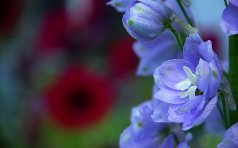 Purple Delphinium Flowers — Serene, Spring, Photograph