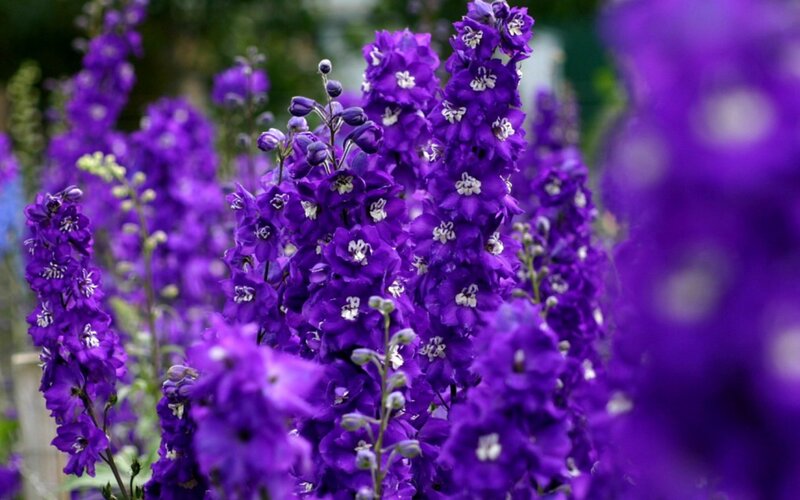 Purple Delphinium Flowers — Serene, Spring