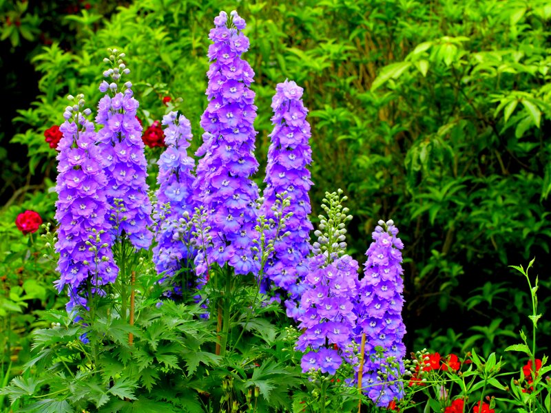 Purple Delphinium Flowers — Serene, Summer