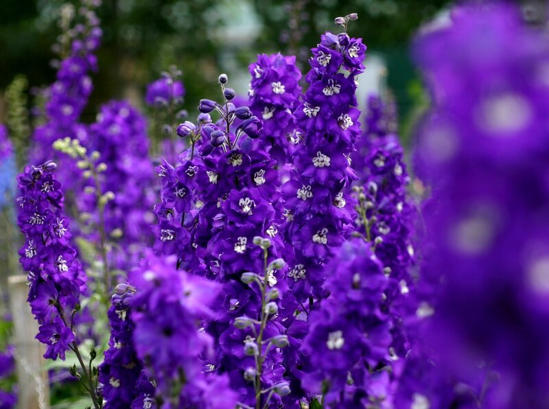 Purple Delphinium Flowers — Serene