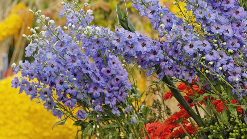 Purple Delphinium Flowers — Vibrant, Spring, Photograph