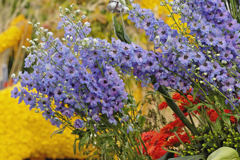 Purple Delphinium Flowers — Vibrant, Spring