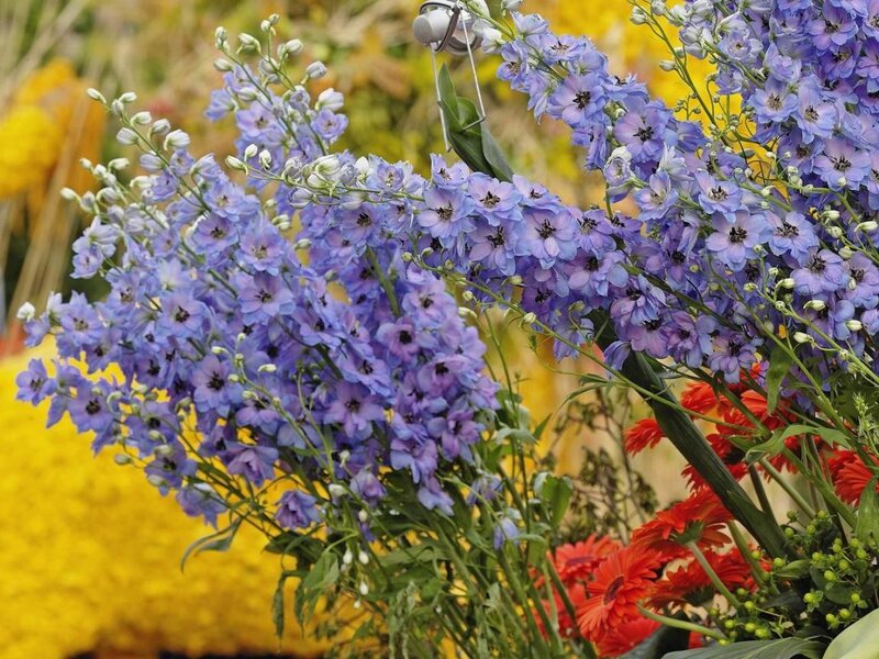 Purple Delphinium Flowers — Vibrant, Summer