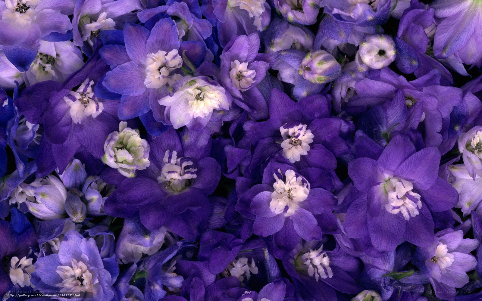 purple delphinium flowers