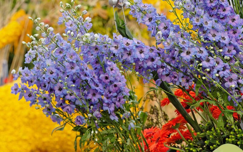 Purple delphiniums in a bouquet