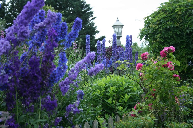 Purple Delphiniums in Garden