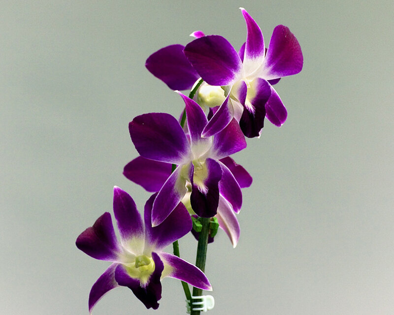 Purple Dendrobium Orchid