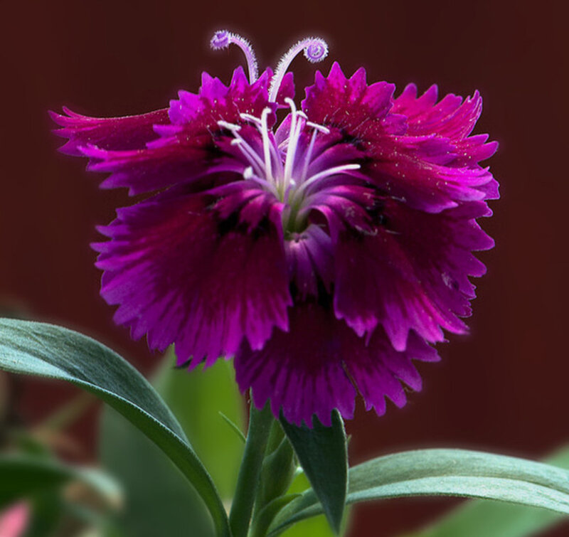 Purple Dianthus Flower — Dramatic, Photograph