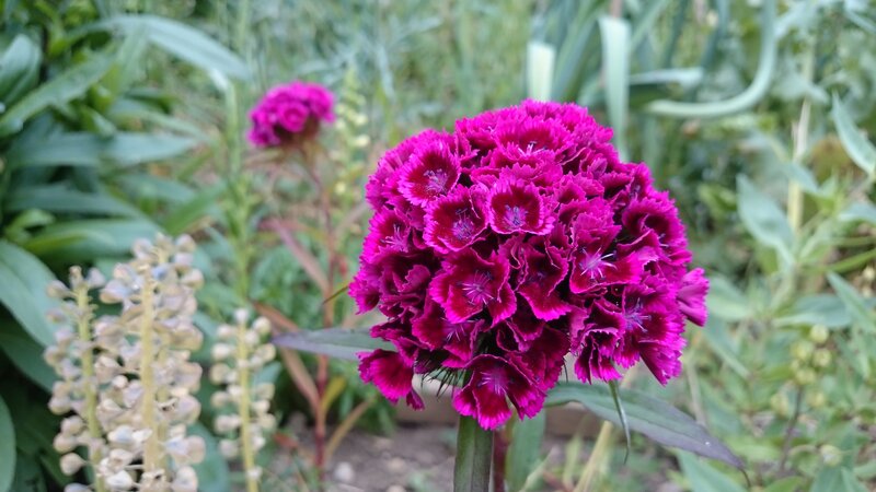 Purple Dianthus Flower — Magenta