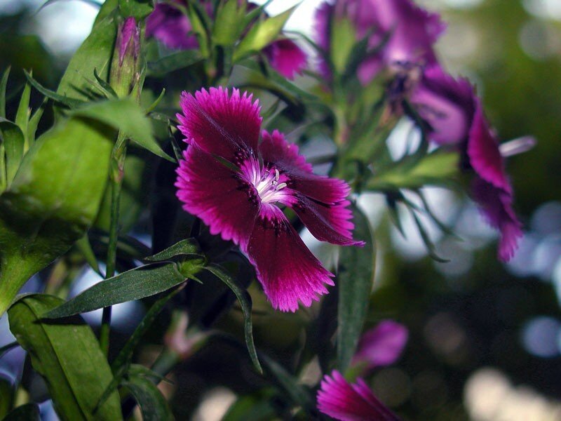 Purple Dianthus Flower