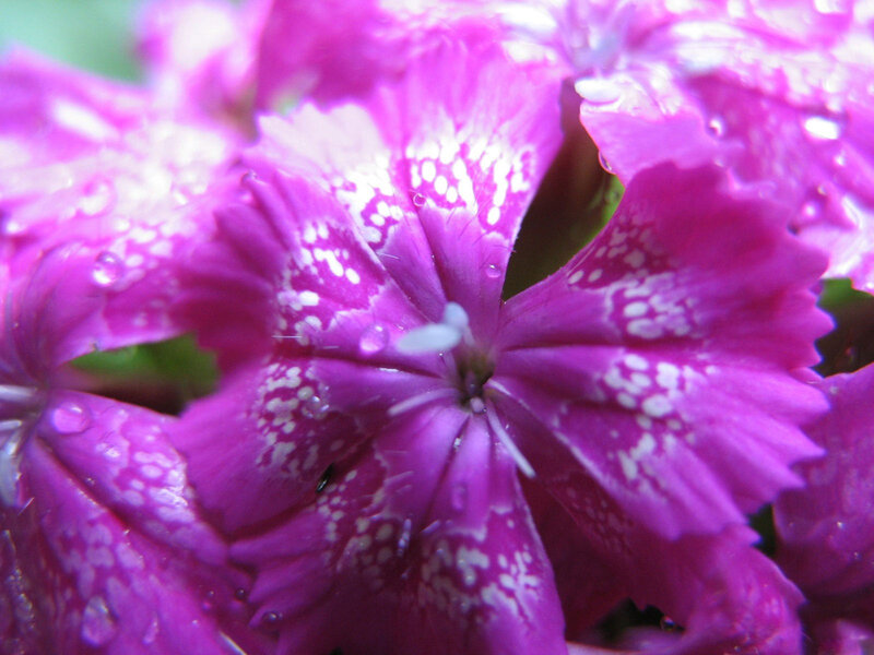 Purple Dianthus Flower — Vibrant