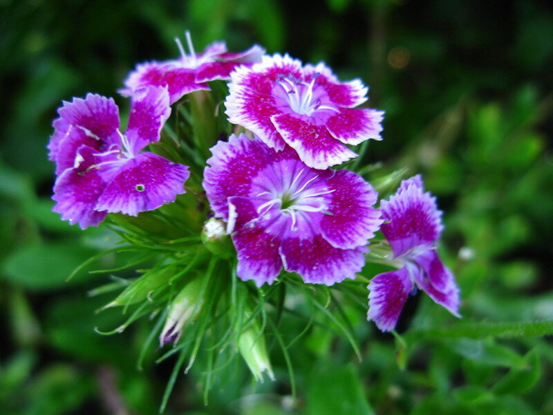 Purple Dianthus Flowers