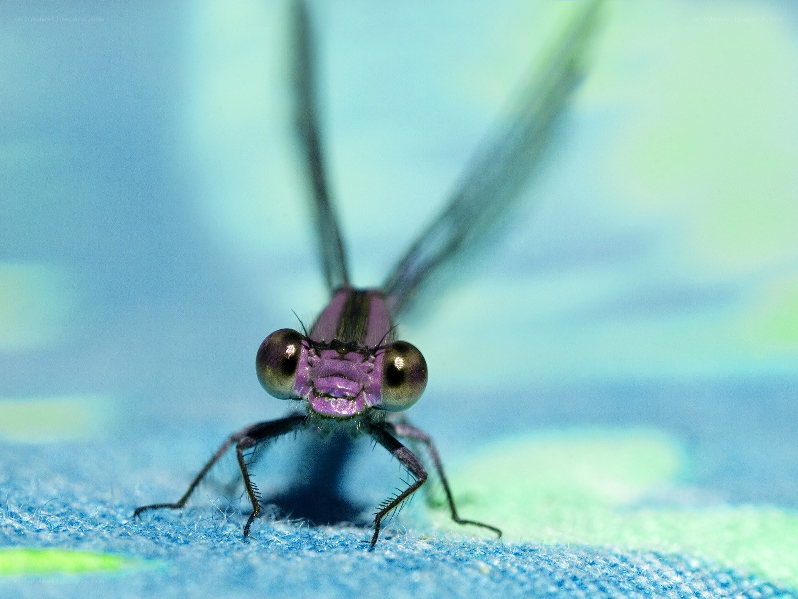 purple dragonfly close-up