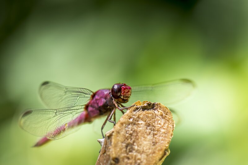 Purple dragonfly on a branch