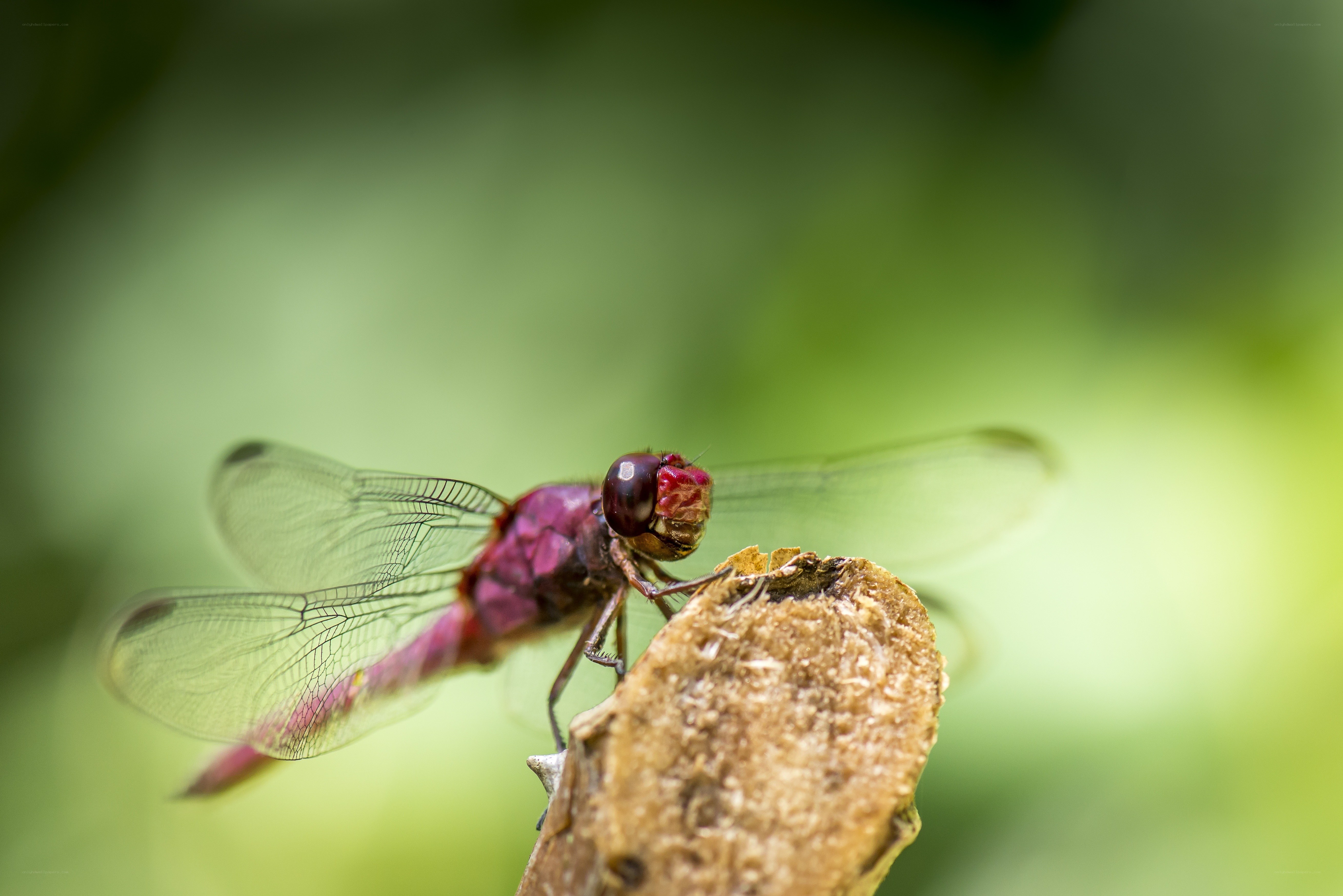 Purple dragonfly on a branch