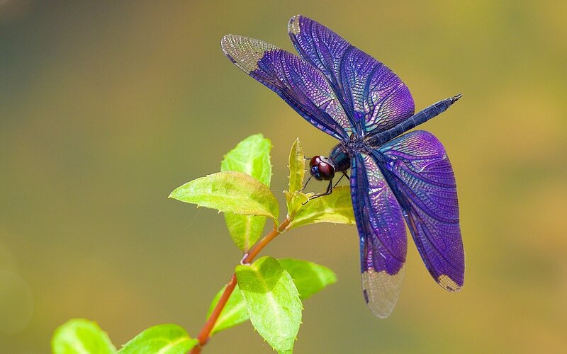Purple Dragonfly on Leaf