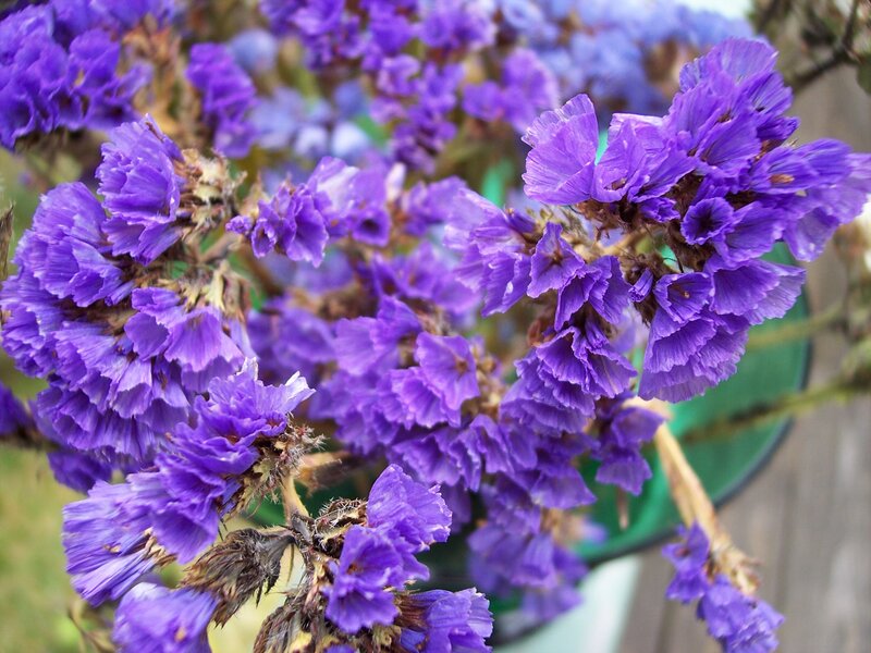 purple dried flowers in a vase