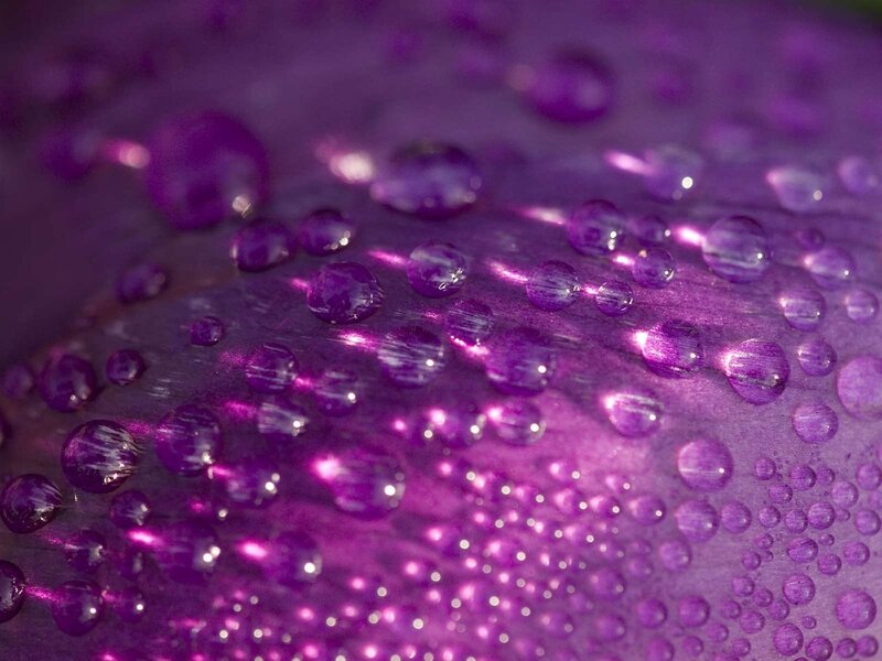 Purple droplets on a surface