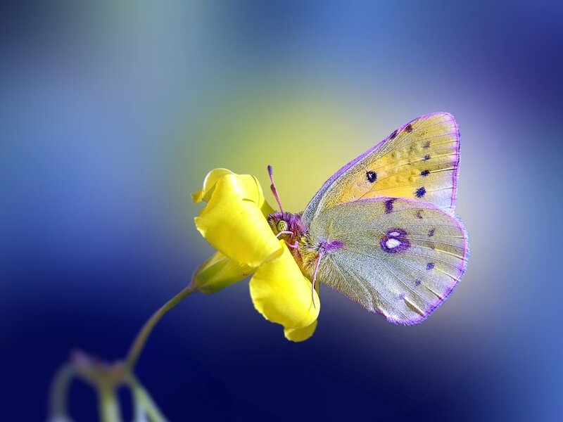 Purple-edged Butterfly