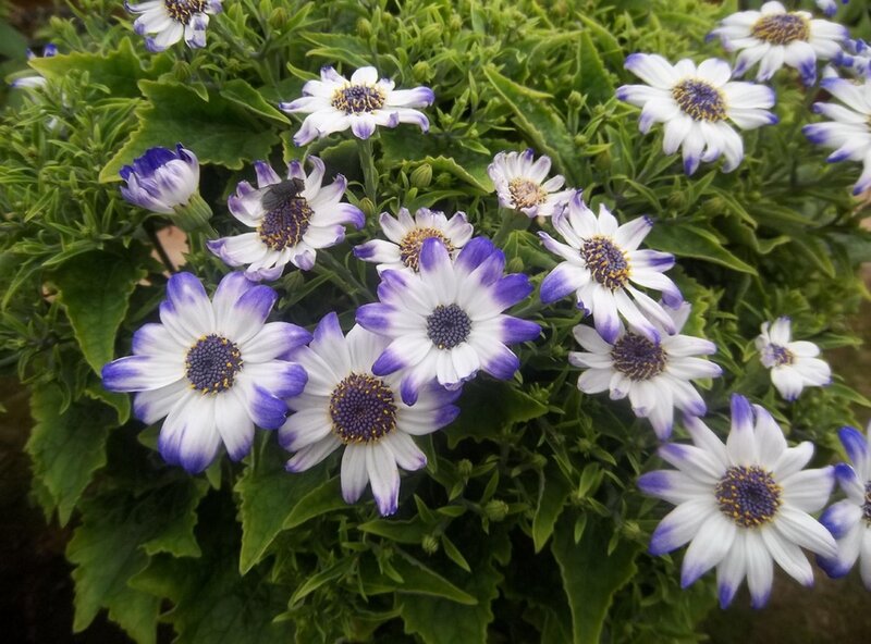 Purple-edged Daisies — Green