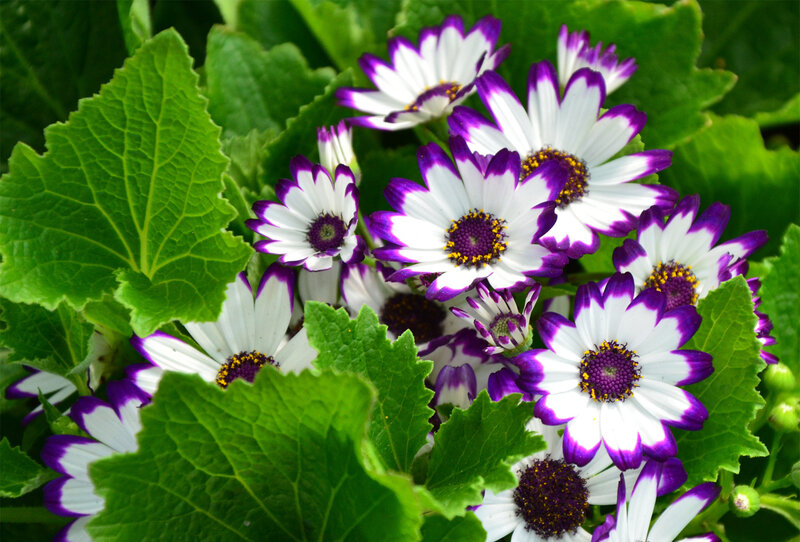 Purple-edged Daisies