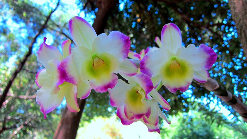 Purple-edged Orchids