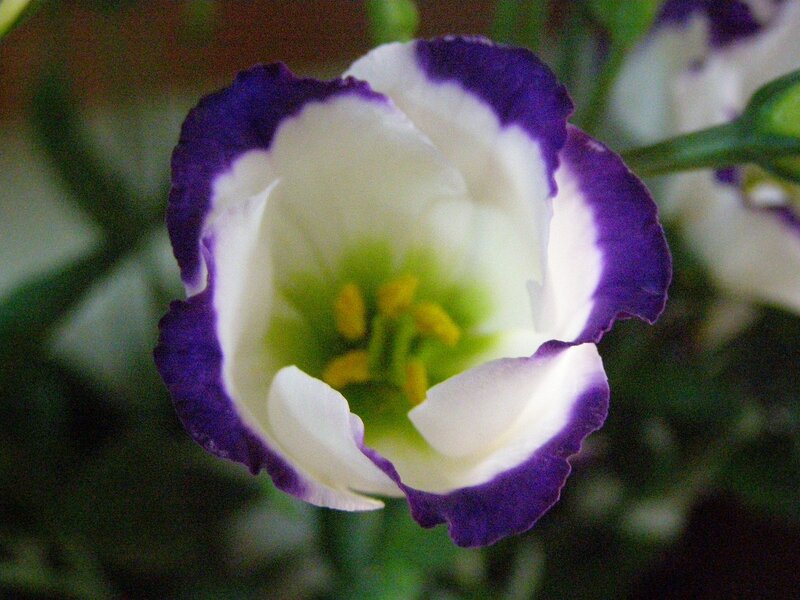 Purple-edged White Flower
