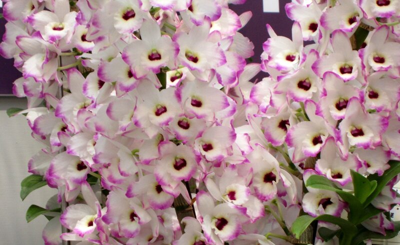 Purple-edged White Orchids